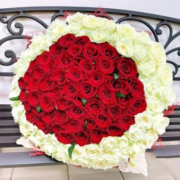 Букет 101 красно-белая роза Артикул  228462dar
